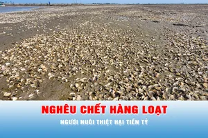 Podcast tin tối 24-5: Nghêu chết hàng loạt, người nuôi thiệt hại tiền tỷ