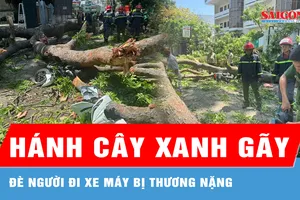 Khánh Hòa: Nhánh cây xanh gãy, đè người đi xe máy bị thương nặng
