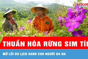 Lão nông thuần hóa rừng sim tím, mở lối du lịch xanh cho người Ba Na