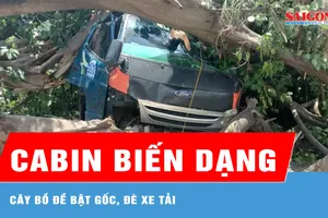 Cây bồ đề bật gốc, đè cabin xe tải 