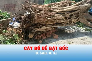Podcast tin tối 14-6: Cây bồ đề bật gốc, đè cabin xe tải
