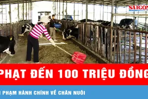 Vi phạm hành chính về chăn nuôi sẽ bị phạt đến 100 triệu đồng