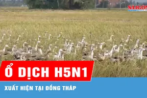 Xuất hiện ổ dịch cúm gia cầm H5N1 tại Đồng Tháp