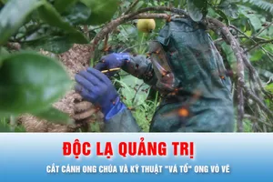 Podcast bản tin trưa 10-8: Độc lạ Quảng Trị: Cắt cánh ong chúa và kỹ thuật "vá tổ" ong vò vẽ