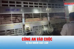 Podcast bản tin trưa 12-8: Nhiều cơ sở thu mua trộn chất cấm vào cám để tăng trọng cho heo 
