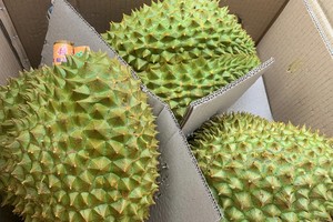 农业与环境部颁行出口榴梿监管流程。图：潘厚 