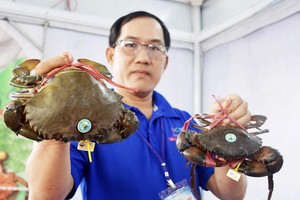 金瓯省农民养殖海蟹。图：安明 