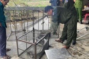 河靖省巨型蟒蛇爬入民房 