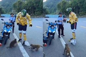 游客将香蕉缠在身上逗弄野猴。