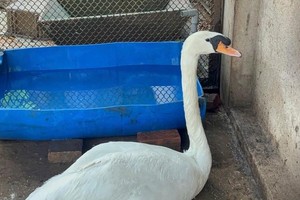 获救的白天鹅目前正在草禽园隔离。