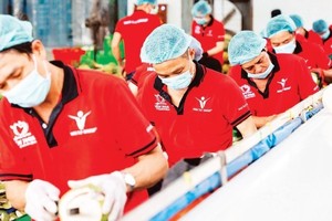 附图。图自越通社 