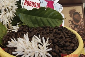 罗布斯塔昨夜大幅上涨。