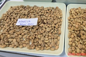 越南阿拉比卡咖啡。