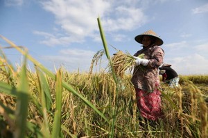 美以伊战事致化肥涨价，东南亚水稻种植遭重创