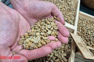  印尼罗布斯塔即将收获，巴西随后跟进。