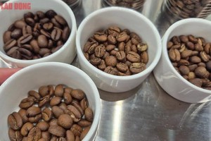 今日咖啡价格在前一交易日大幅上涨后回落。 