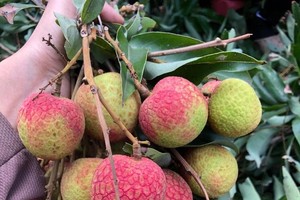 早熟荔枝价格较高、热销。
