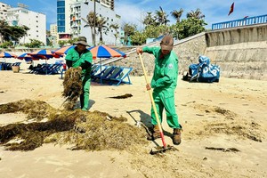 头顿后滩海藻泛滥