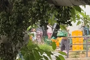 N.Q.C将啤酒瓶倾倒至格万河。