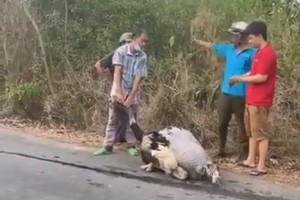 一只掉落在路面并已死亡的鸵鸟。
