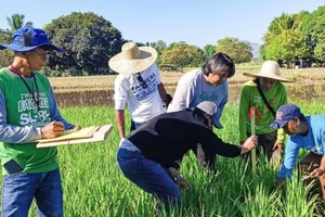 菲律宾专家研究提高水稻生产效率。图片来源：PIA.GOV.PH 