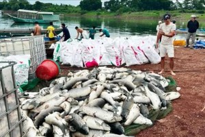 治安湖养鱼死亡后得到打捞上岸。