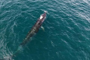 体长逾10米、重约10至15吨的鲸鱼在干屿海岸附近觅食。