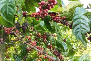 林同省目前获得可持续生产认证咖啡种植面积12万公顷。图自越通社 
