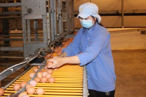  鸡蛋价格大幅下跌。