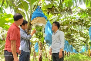 嘉莱省安富坊兴山高科技农业股份公司的标准化香蕉种植园。