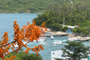 梧桐花从7月中旬开始进入盛花期。