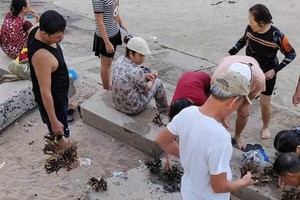 游客将珊瑚装入塑料袋带走。