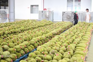 同奈市计划到2030年实现榴梿产量36万吨的目标。