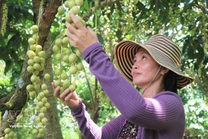 黎玉碧一家是仁爱乡目前仍坚持种植夏州木奶果的少数农户之一。图自越通社