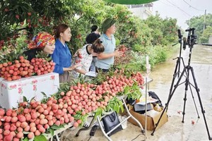 直播、视频和社交网正成为帮助越南农产品从田间地头直接触达消费者的“线上商店”。图自thoibaotaichinh.vn