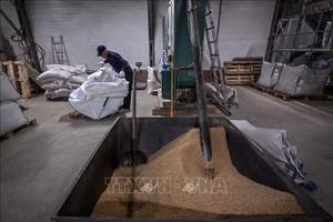 俄罗斯图拉州哈特马诺沃村一家工厂的工人处理谷物。图：AFP/越通社