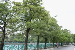 河内一条道路上的糖胶树。图：英武