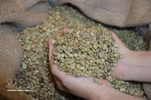 越南罗布斯塔咖啡。