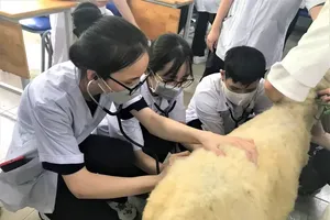 Sinh viên ngành Thú y Trường ĐH Nông Lâm TPHCM thực hành kiểm tra sức khỏe cho cừu - Ảnh: THANH HÙNG