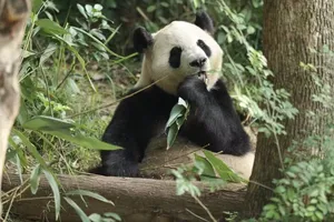 Gấu trúc Bình Bình. Ảnh: GLOBAL TIMES