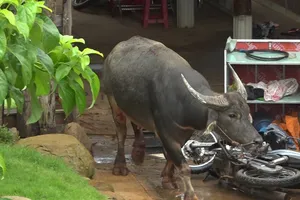 Bình Phước: Chạy khỏi lò mổ, trâu húc 5 người bị thương 