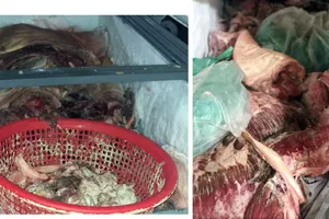 Bình Phước: Tiêu hủy hơn 780kg thịt heo nhiễm dịch tả heo châu Phi