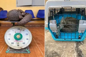 Bàn giao Tê tê Java quý hiếm cho trung tâm bảo tồn