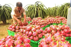 Giá thanh long trái vụ giảm sâu, người dân buồn bã.