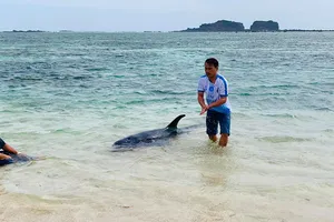 Con cá voi nặng trên 100kg không chịu bơi ra biển mà quay vào bờ nằm chờ chết