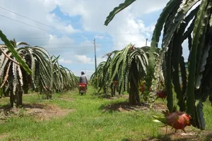 Bình Thuận đang có diện tích và sản lượng thanh long lớn nhất cả nước.