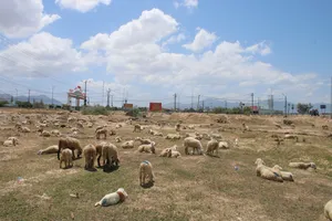 Một khu đất thuộc huyện Thuận Nam (tỉnh Ninh Thuận).