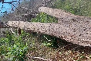 Trước đó, trong năm 2022, tỉnh Bình Thuận xảy ra vụ phá rừng quy mô lớn tại Khu bảo tồn thiên nhiên Tà Cú