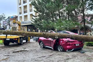 Cây xanh ngã đổ đè bẹp dúm chiếc ô tô tại phường Xuân Hương - Đà Lạt (Lâm Đồng)