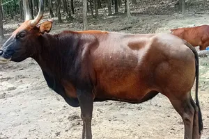 Một con bò tót lai khỏe mạnh tại Vườn Quốc gia Núi Chúa - Phước Bình hiện nay